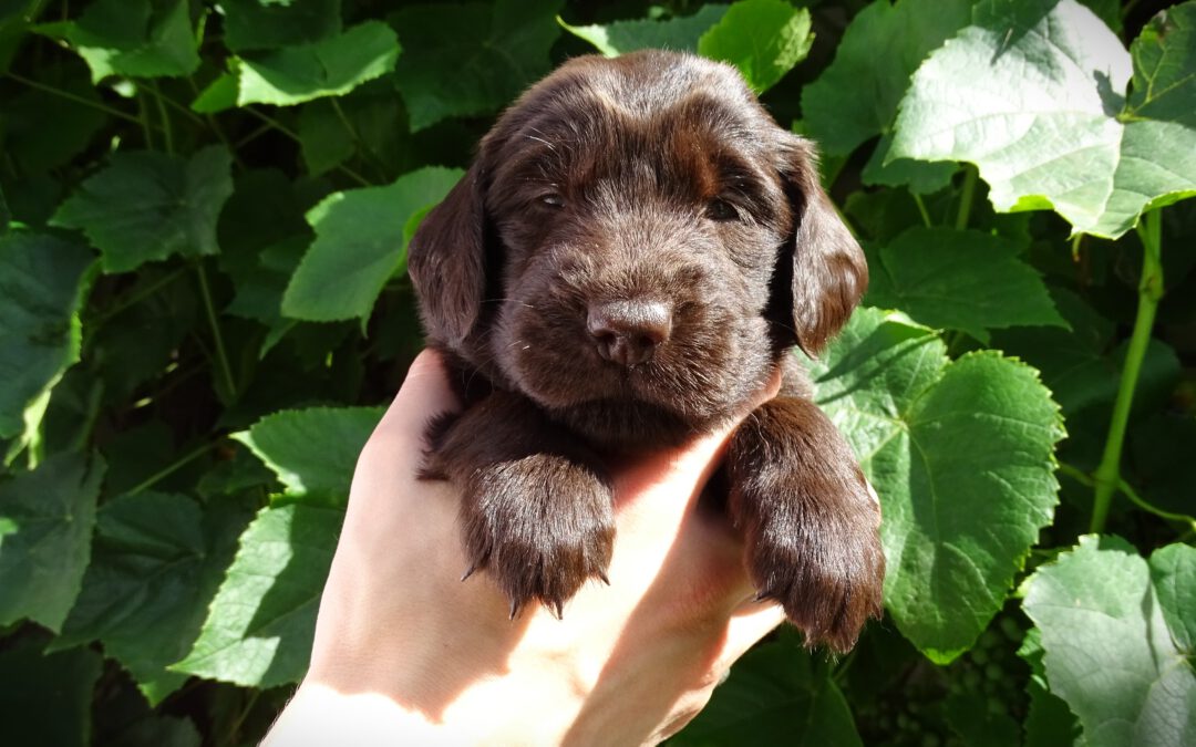 «Duma» | Orange  ♀