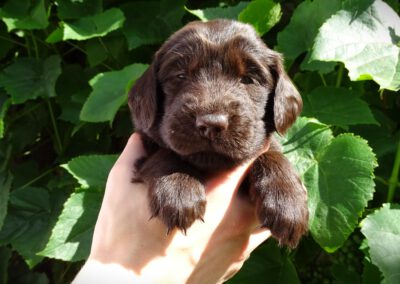 «Duma» | Orange  ♀