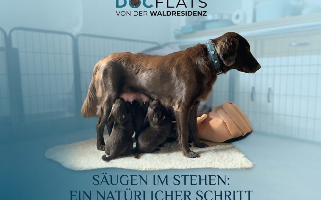 Säugen im Stehen: ein natürlicher Schritt